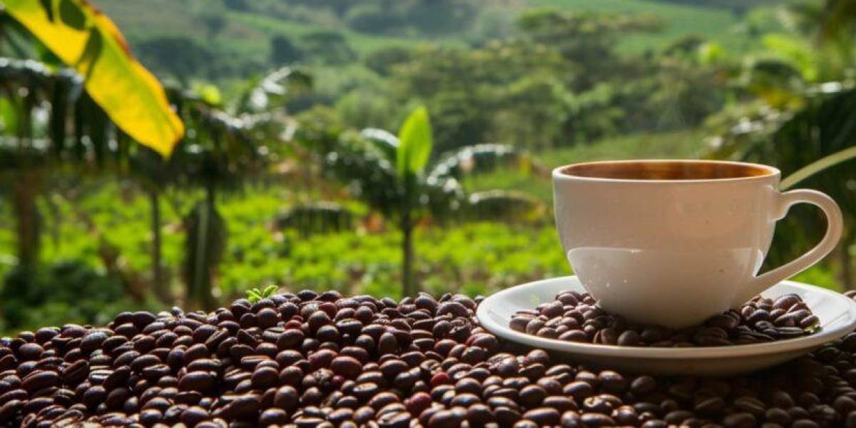 Colombia cosechó un récord histórico en producción de café en 2024