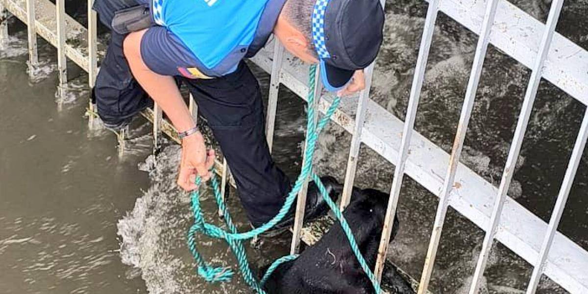 Agentes de control rescatan vivos a dos perros en el canal de la muerte en Guayaquil