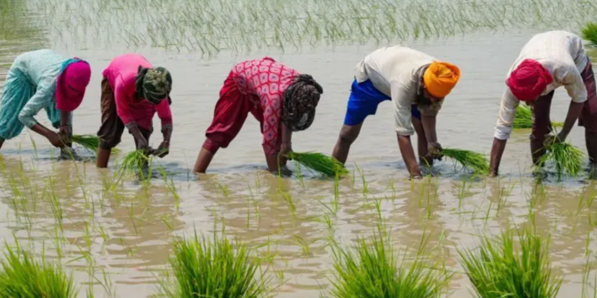 Los cinco cultivos más demandantes de agua en el mundo