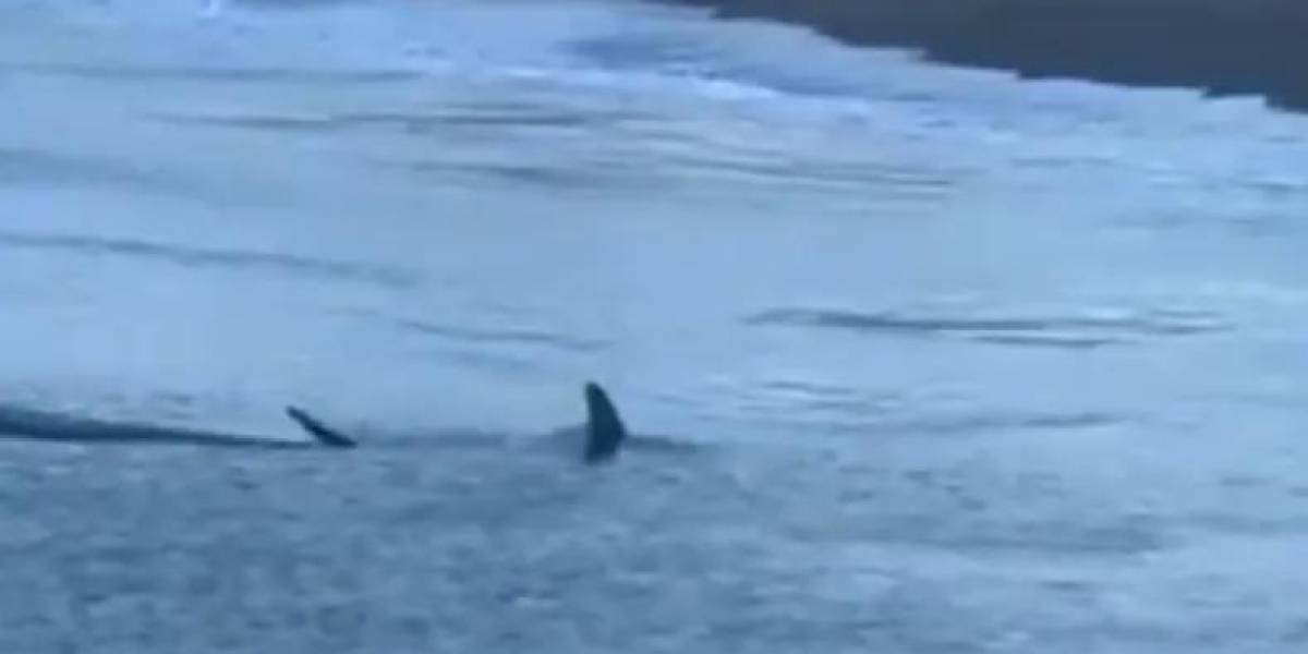 Video | Un tiburón obliga causa pánico y cierra una playa de Gran Canaria