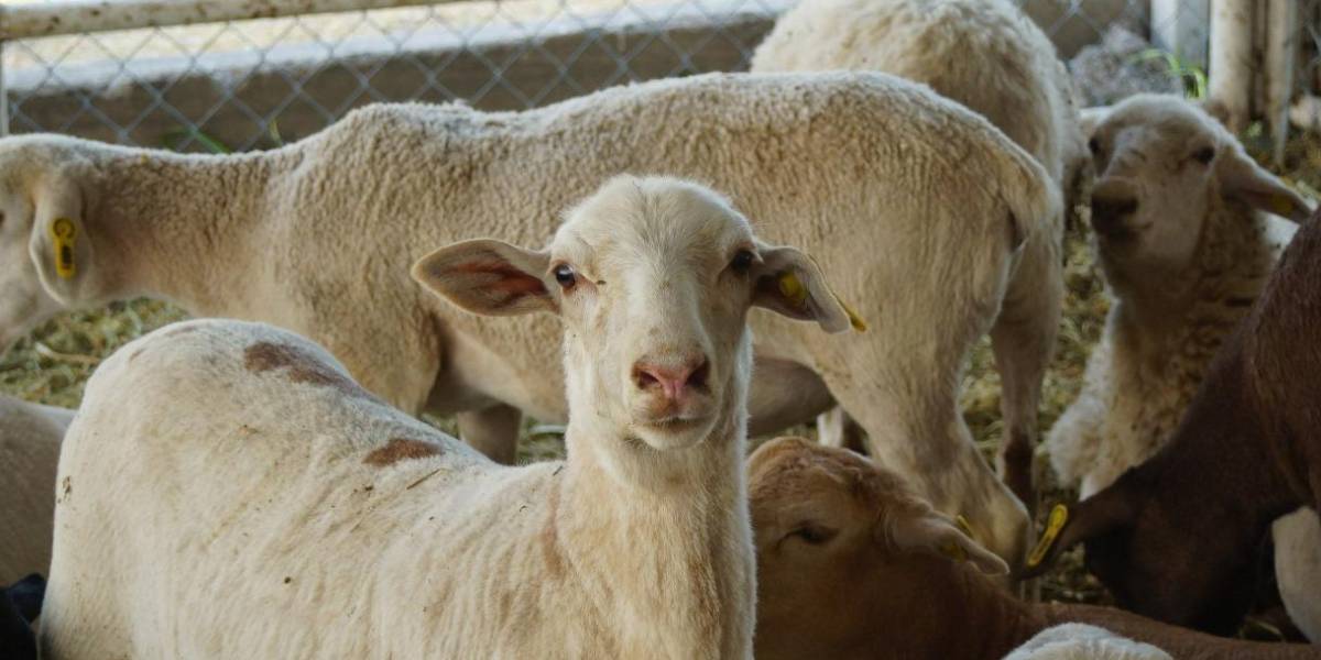 Ministerio de Ambiente indica que son 80 las ovejas muertas en Cotopaxi y no 1.200 como afirmó la Gobernación de esa provincia