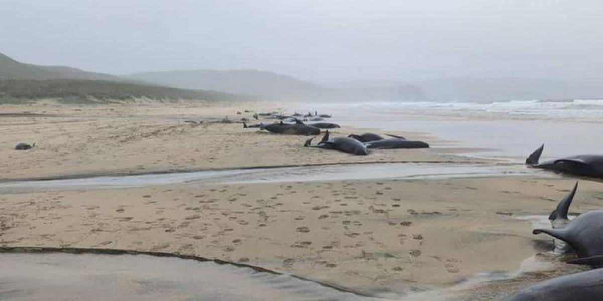 Reino Unido: 55 ballenas mueren tras quedar varadas en una playa de Escocia