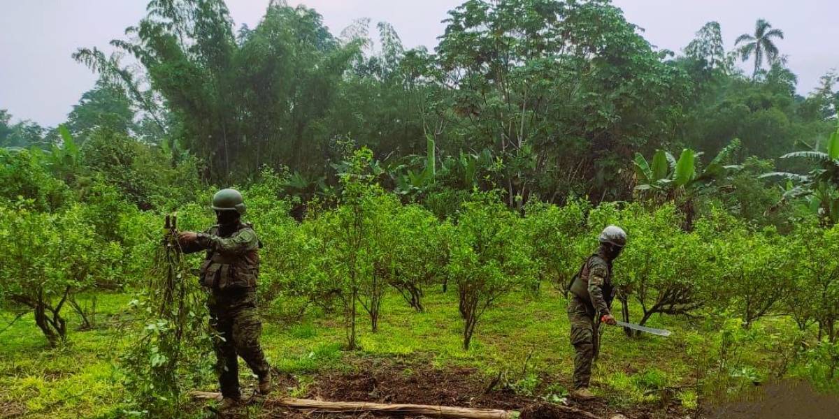 Ecuador, ¿país productor y refinador de coca? Expertos responden la interrogante