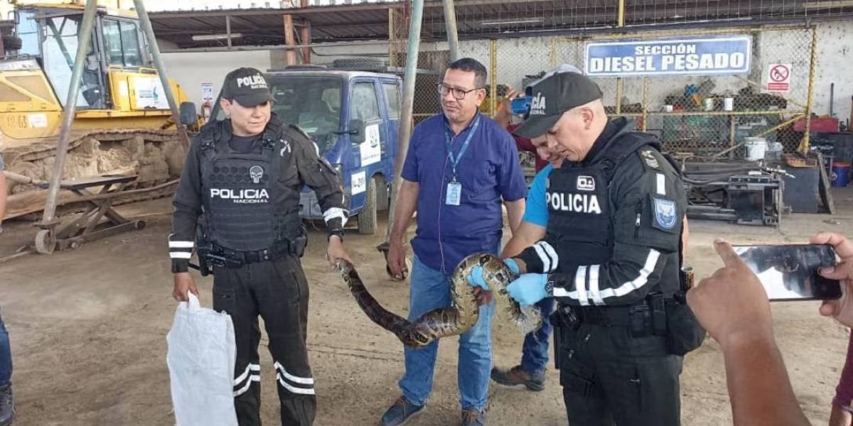 Siete boas constrictoras han sido encontradas en Guayaquil y Durán en solo dos días: ¿Qué está ocurriendo?