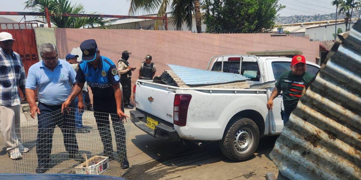 64 gallos de pelea maltratados fueron rescatados en el norte de Guayaquil