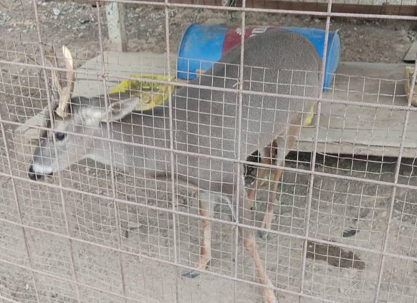 Un tigrillo y dos venados fueron rescatados en el sector Limoncito.