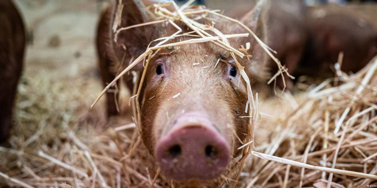 Japón clona cerdos aptos para el trasplante de órganos a humanos