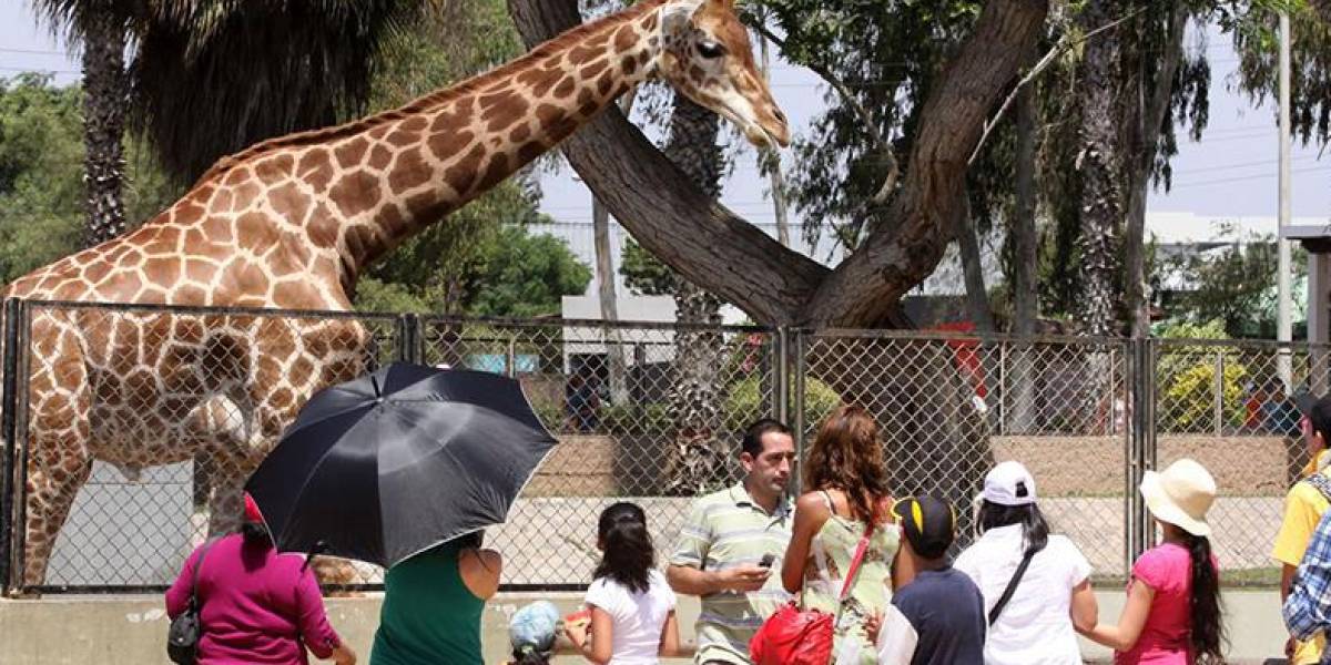 Perú: individuos interrumpen un zoológico para agredir a los animales como parte de un reto en TikTok