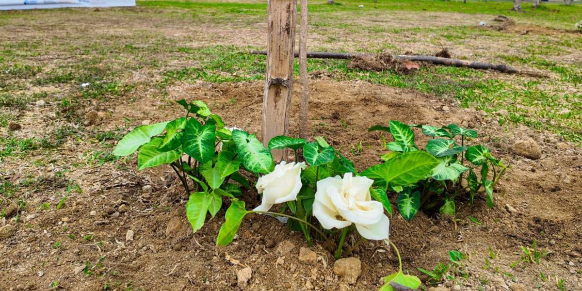 En Guayaquil se conmemoró el Día Mundial de las Víctimas de Siniestros de Tránsito