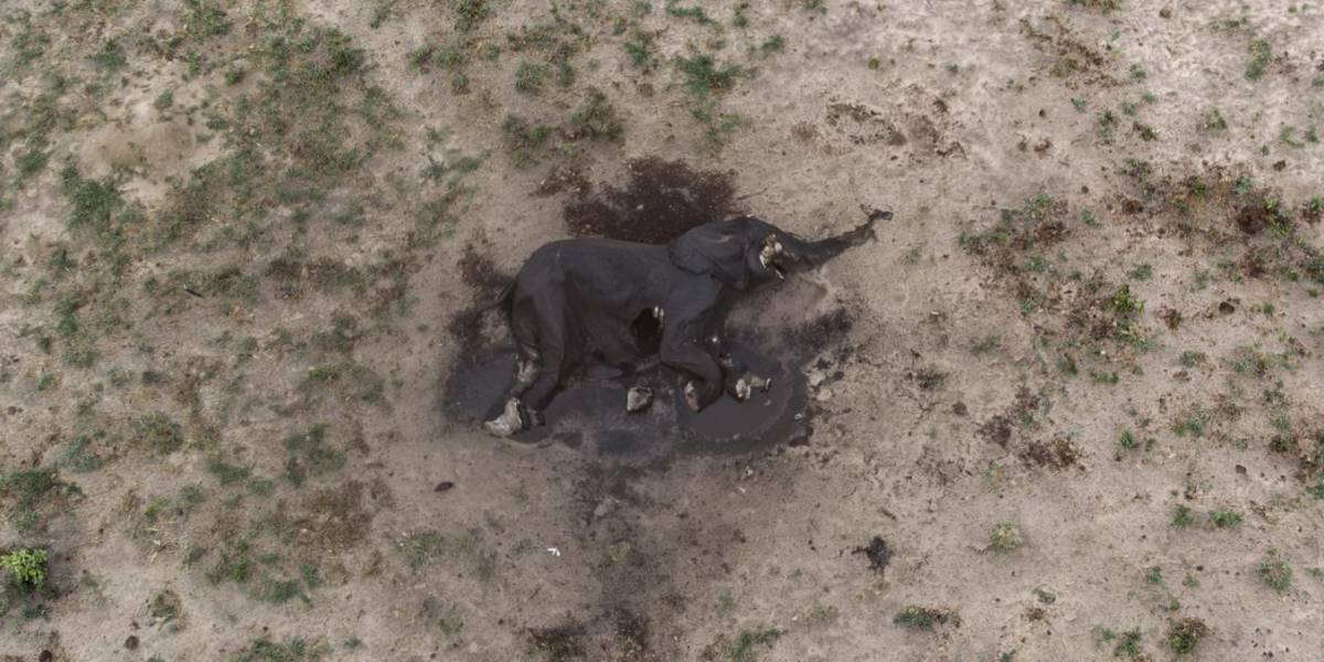 128 elefantes han muerto en Zimbabue desde agosto por la sequía causada por El Niño