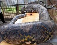 Imagen de archivo de una serpiente pitón en un zoológico de la isla de Java, en Indonesia.