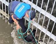 Los canes fueron encontrados durante un operativo de control en la zona del noroeste de Guayaquil.