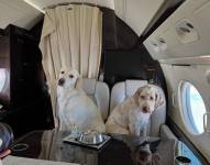 Dos perros en un vuelo de Bark Air.