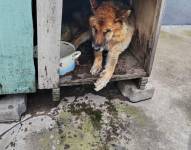 El perro sufría de paraplejia y no contaba con la atención adecuada para su enfermedad.