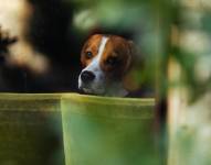 Imagen referencial de un perro asustado por el uso de fuegos artificiales.