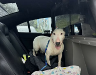 El perro “Trooper” después de ser rescatado