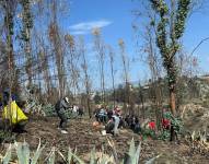 Jornada de reforestación en Llano Grande.