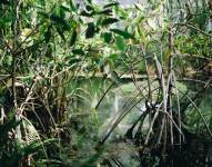 560 hectáreas de manglar se han restaurado en 18 meses.