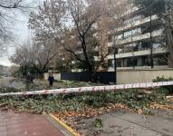 Fotografía de un árbol caído, producto del fuerte viento y las lluvias durante la madrugada, este viernes en Santiago (Chile).