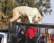 El Parque Safari realiza recorridos a bordo de vehículos reforzados para visitar las áreas de los felinos y de animales herbívoros.