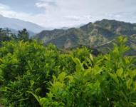 Una plantación de hoja de coca en Colombia.