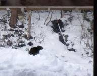 El pequeño oso fue hallado bajo la sala de un hombre que vivía en las montañas en Fukushima, Japón.