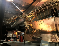 Un esqueleto de un Suchomimus, un espinosaurio del desierto del Sahara, es mostrado en una exposición en Miami.