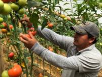 Imagen de archivo de cultivos de tomate.