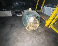 Imagen del gato que estaba enjaulado en el asadero de pollos.