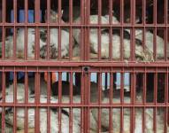 Fotografía de archivo de aves de corral que son llevadas en jaulas a un matadero para evitar que se extienda una epidemia de gripe aviar. EFE/Caroline Blumberg