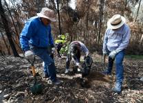 Personas plantan árboles en el sector del Panecillo, una zona afectada por los incendios, este sábado en Quito (Ecuador). EFE/ José Jácome