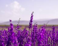 Flores de lavanda.