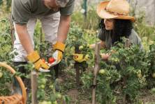 Imagen referencial de trabajo agrícola.