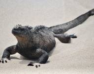 Imagen referencial de una iguana marina, en la playa.