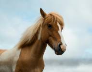 Imagen referencial de un caballo.