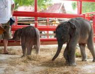 Elefantes gemelos de distinto sexo en Tailandia