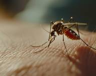 Ecuador registra 38 mil casos de dengue, 60 % están en cuatro provincias.