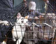 Los gatos rescatados en una jaula.