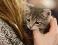 Fotografía de archivo de una persona que sostiene a un gato de ocho semanas en un evento de mascotas en Washington DC, EE. UU.