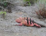 En la última expedición, los científicos identificaron ocho iguanas rosadas.