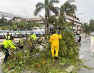 Policías y miembros de Protección Civil levantan árboles caídos tras el paso del huracán Berly.