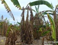 Así lucen las plantas de banano afectadas por la plaga del Moko.