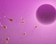 Imagen referencial: Espermatozoides y óvulo.