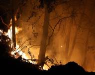 Condado de Butte (Estados Unidos), 27/07/2024.- Arden árboles a causa de un gran incendio, que actualmente ha quemado más de 170.000 acres según el Departamento de Silvicultura y Protección contra Incendios de California.