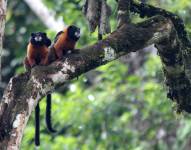 Monos tamarinos de manto negro en el Parque Nacional Yasuní.