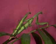Apareamiento de la especie Mantis
