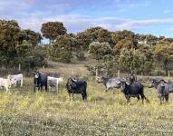 Fotografía de archivo de vacas en un potrero.