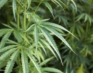 Hojas de plantas de Cannabis