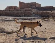 Apolo deambula por Giza, Egipto, el lunes.