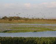 El humedal La Segua es el sitio ideal de turistas para el avistamiento de aves